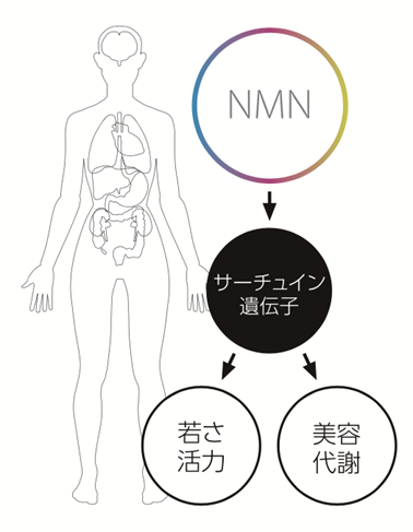 NMNとサーチュイン遺伝子